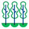 Plantação de Eucalipto